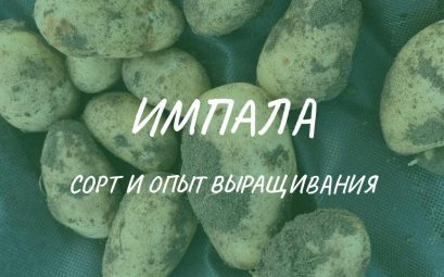 Характеристики сорта и опыт выращивания раннего картофеля Импала