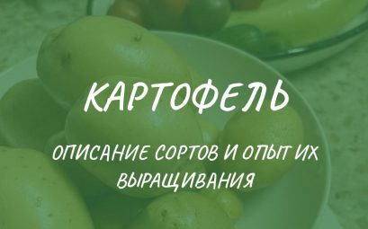 Подбор сортов и опыт выращивания картофеля в Тверской области