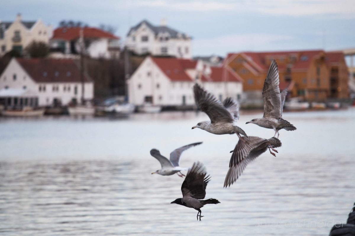 Чайки летят в Норвегии
